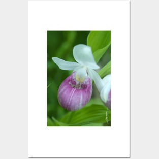 Showy Lady's Slipper Posters and Art